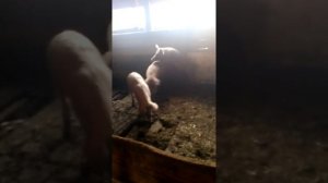 Спаривание свиней!