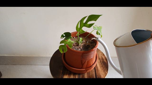 Mini Monstera Care Tips | Rhaphidophora Tetrasperma смотреть онлайн