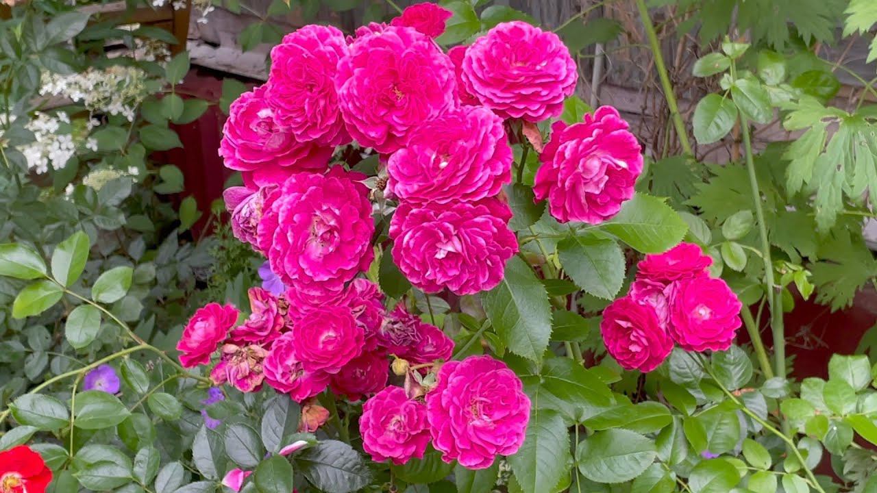 Август в Саду 17 августа 2023 часть 2