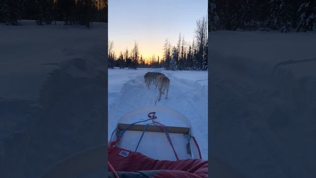 dog sliding in fairbanks during sunset смотреть онлайн