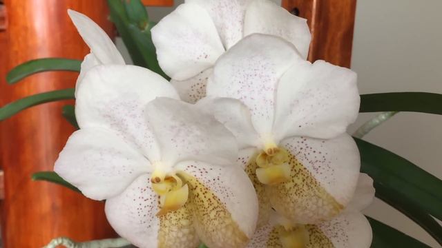 Moonbeam At It Again :)