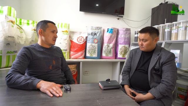 Жүгөрүнү кантип өстүрүш керек жана түшүмдү эки-эсе жогоруу алуу жолдору. Кукуруза Кыргызстан смотреть онлайн