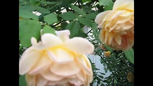 Роза Golden Celebration-Цветение 2015 #rosedavidaustin, смотреть онлайн