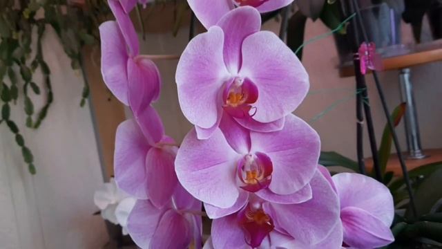 Шикарное цветение орхидей на лоджии и на северном окне/Сого Юкидан, Дикий кот, Лиодоро, Леонтин.. смотреть онлайн
