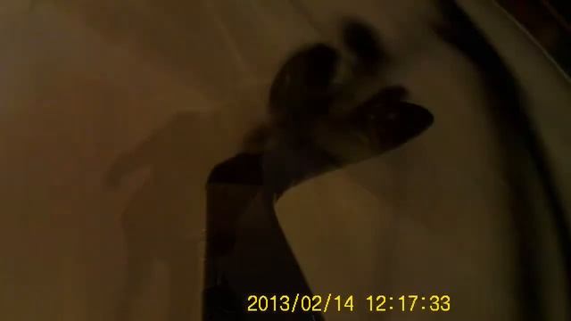 Катание на коньках Стадион Сибво смотреть онлайн