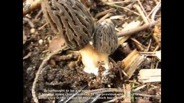Morchella conica. Champimaginatis. English Text. смотреть онлайн