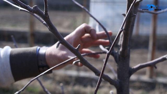 Советы от агронома: Почему выгодно переходить на интенсивное садоводство смотреть онлайн
