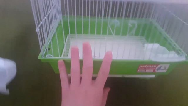 Клетка-переноска для моих крыс смотреть онлайн