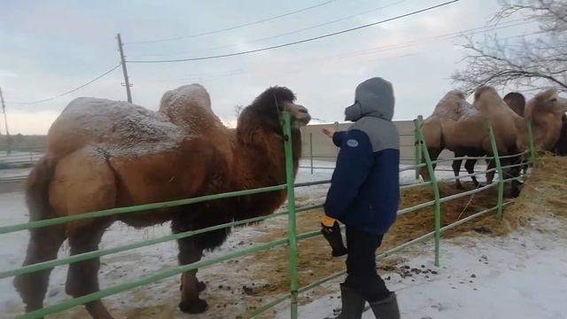 Практика ветеринаров в России, верблюды на ферме смотреть онлайн