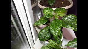 Тринидад скорпион - Trinidad Scorpion