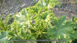 Цветок садовый многолетний Невеста