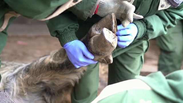 Как подрезают копыта такину: нож, болгарка и рашпиль? смотреть онлайн