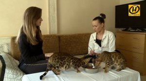 Бенгальские кошки: чем эта порода отличается от прочих?