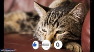 3 Причины, Почему у Кошки Выпадает Шерсть ¤ НЕОБЫЧАЙНОЕ