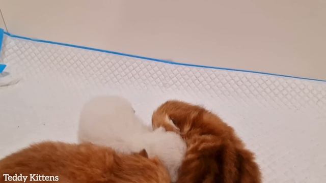 6th day After Birth 😻 British Shorthair kittens смотреть онлайн