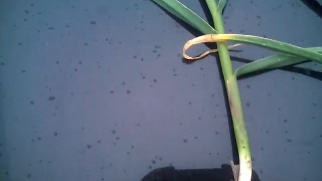 Чеснок БЕЗ соблюдения севооборота (эксперимент) смотреть онлайн