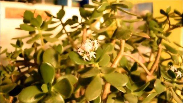 Как цветет Денежное дерево (толстянка, крассула) смотреть онлайн