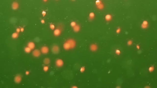 The Real Reason Why You Should Take Cod Liver Oil - Dr. Berg смотреть онлайн