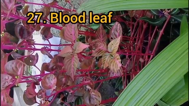 combo offer| online sale| more than 45 plants|8590719283 смотреть онлайн