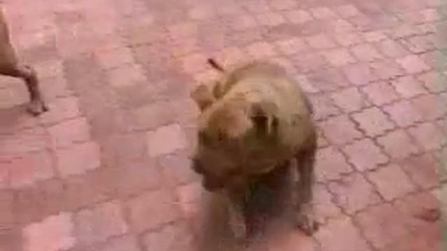 Питомник бордоских догов «Perle de France» http://perl.petsinform.com/ смотреть онлайн