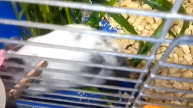 Хомяк плохо кушает смотреть онлайн