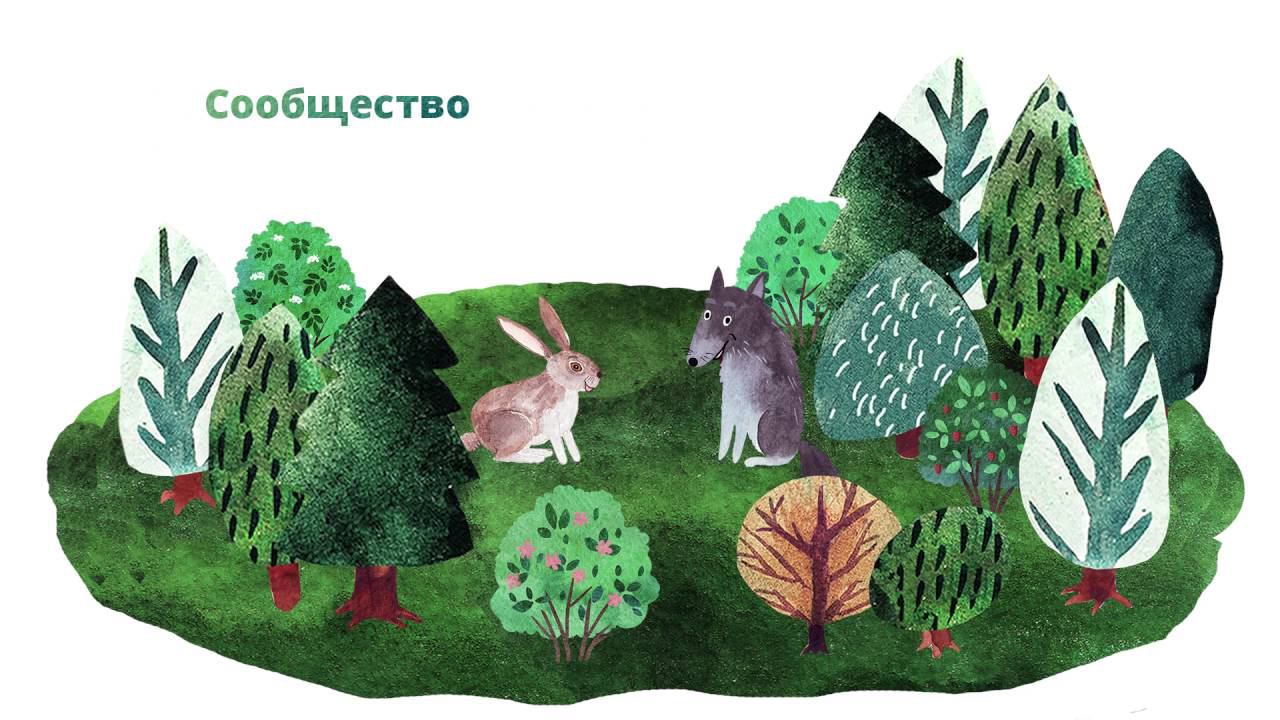 41. Природные сообщества. Часть 2 смотреть онлайн