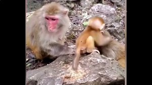 Обезьяны со своими детьми. Они очаровательны