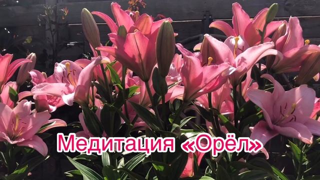 Медитация «Орёл» смотреть онлайн