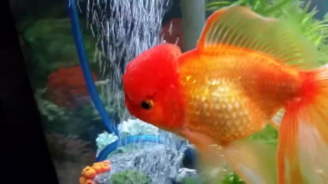 welonka смотреть онлайн