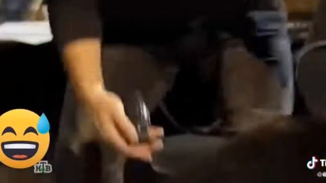 Пёс в тик токе смотреть онлайн