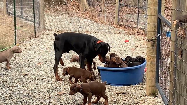 AKC Doberman Pinscher Puppies for sale. Connecticut Breeder. New York, Massachusetts, New England смотреть онлайн