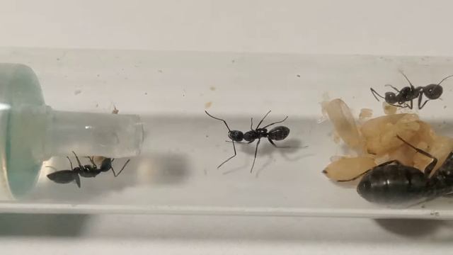 Молодая колония Camponotus vagus (чёрный муравей древоточец) смотреть онлайн
