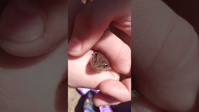 #дети #дача #лягушка