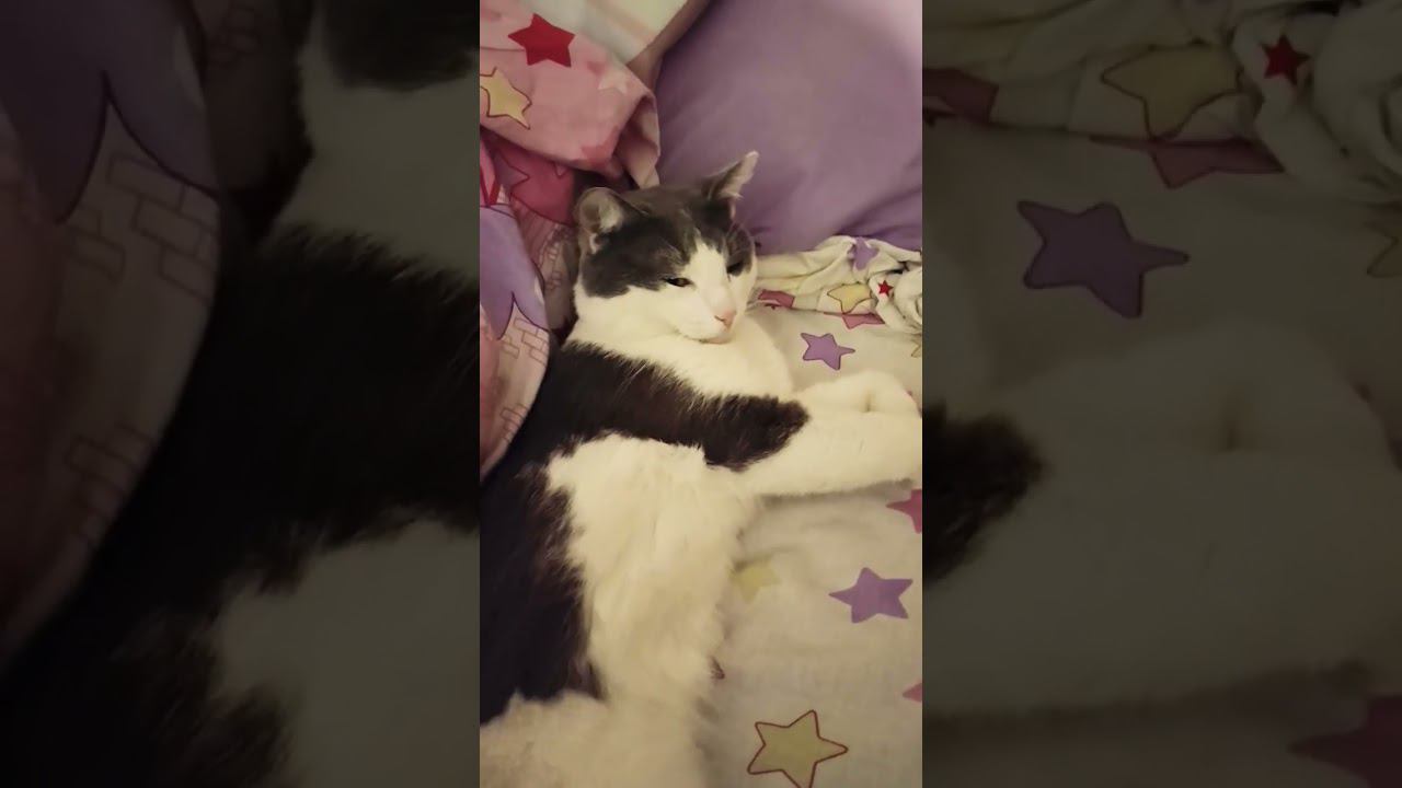 Не могу дождаться завтра #кот #мурзик #питомец #котики #лайк #приколы #красавец #котик смотреть онлайн