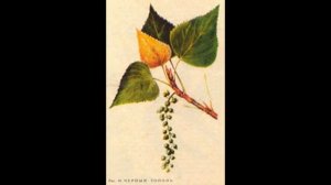 тополь семейство ивовые