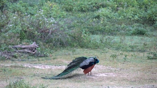 Шри-Ланка Удалавалаве смотреть онлайн