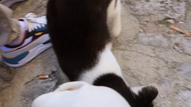 Котор, Черногория| Котики |Прогулка по самому красивому и любимому городу смотреть онлайн