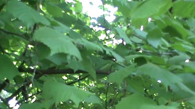 Орешник орехи молодые.Орешник плоды.Лесной орех.Лесные орехи