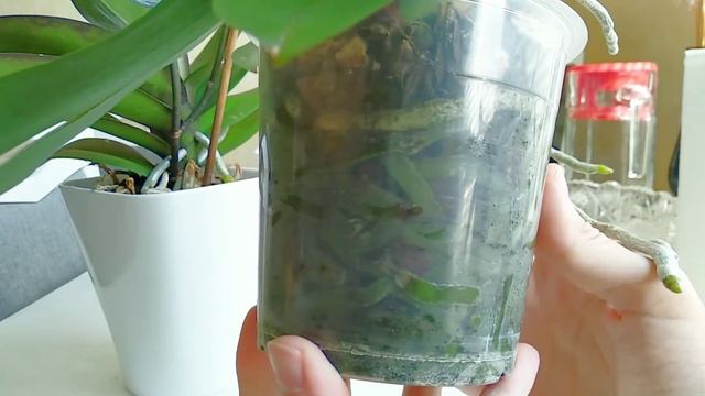СБРЫЗНУТЬ орхидеи СРАЗУ! корни РАЗМОКАЮТ, листья НЕЗЫБЛЕМЫЕ! орхидеи РАСТУТ ВРАЗ! смотреть онлайн