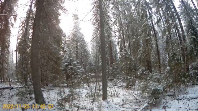 Охота с русской гончей на зайца , 25.11.2022. смотреть онлайн