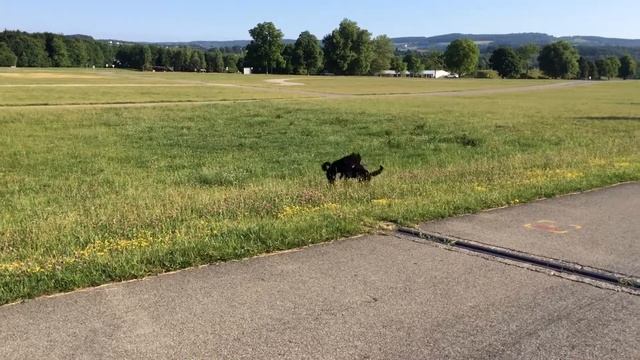 Amber and Mia jumping pearl 6 months old Standard Poodle смотреть онлайн