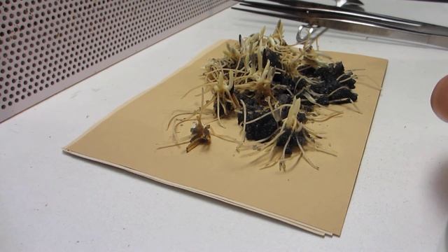 Cypripedium Calceolus Tissue Culture Replanting Vitro Plant Clonal Propagation