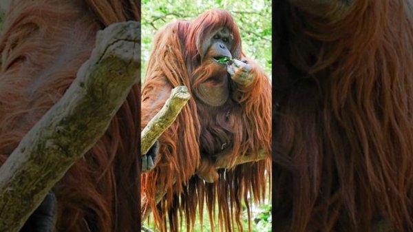 Гоминиды - полный разбор