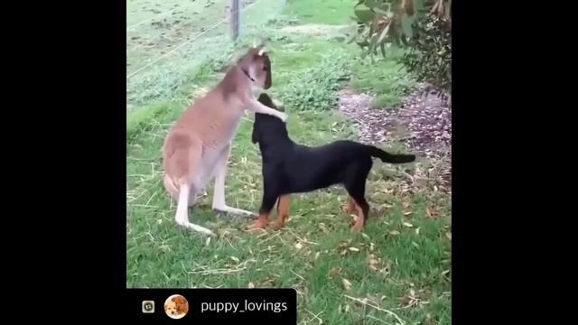 029 AWW Animals SOO Симпатичные Симпатичные детеныши животных Видео Сборник Самые смешные и милые м смотреть онлайн