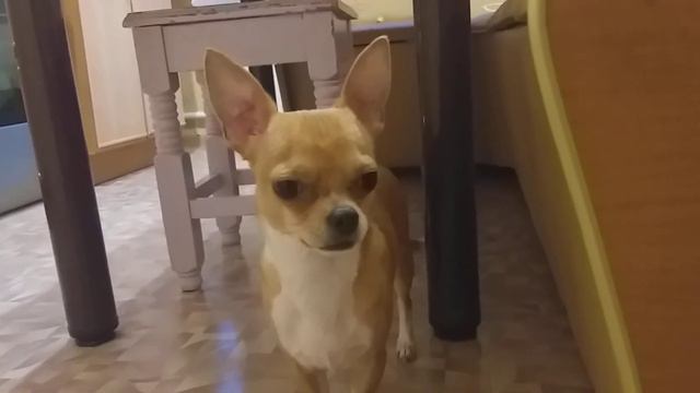 Чихуахуа провинился Chihuahua смотреть онлайн