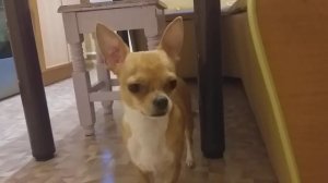 Чихуахуа провинился Chihuahua