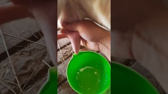 Учу как подоить козу. смотреть онлайн