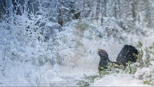 Пришла красавица зима смотреть онлайн