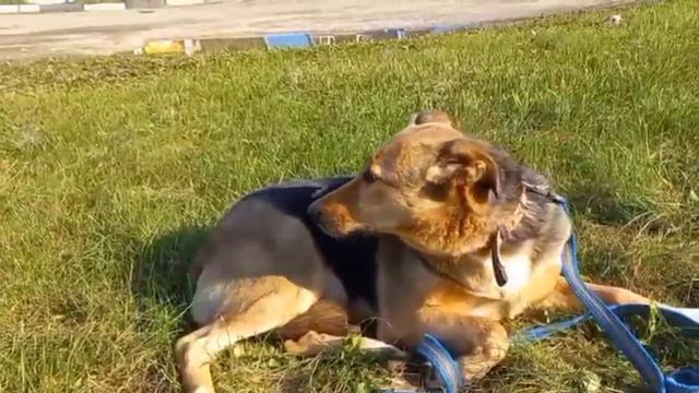 Весна-собака компаньон смотреть онлайн