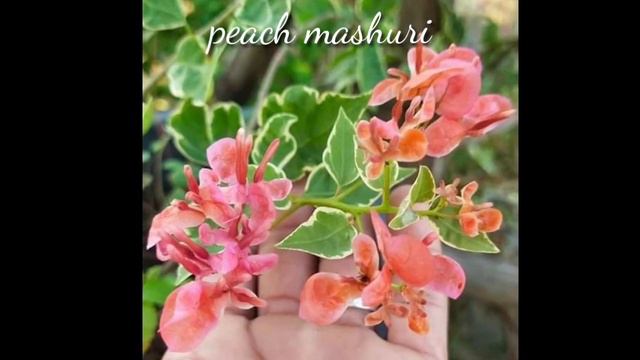 35 Bougainvillea Varieties смотреть онлайн